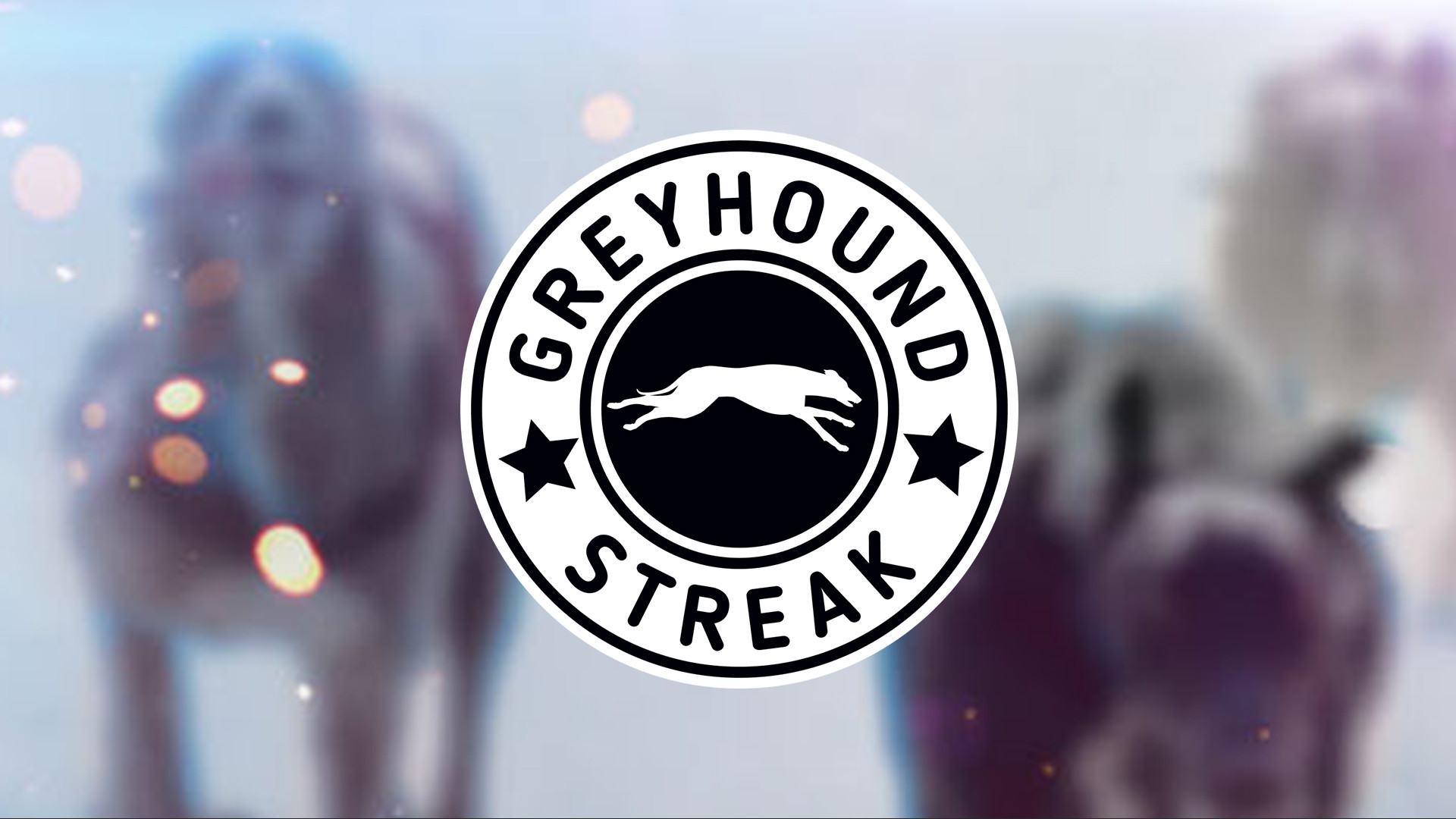 Greyhound Streak