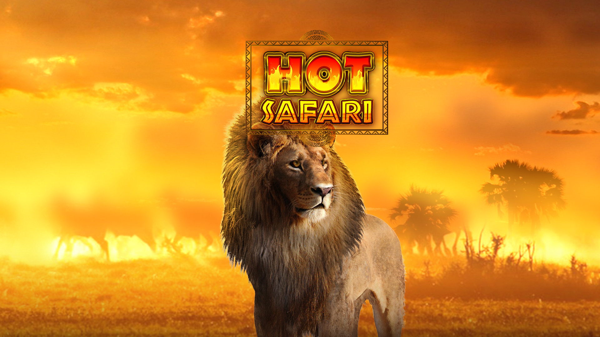 Hot Safari